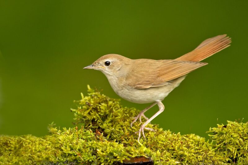 ảnh chim họa mi và bông thiên lý