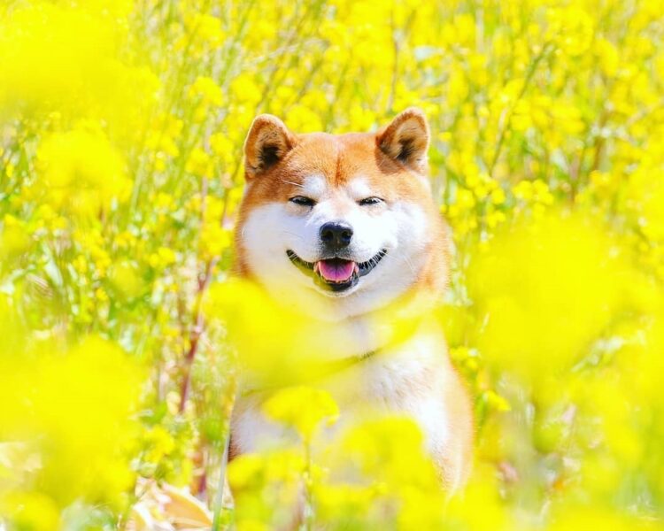Ảnh Chó Shiba Đẹp Siêu Cute Dễ Thương Đáng Yêu