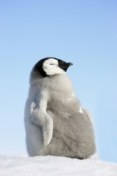 ảnh con chim cánh cụt dễ thương