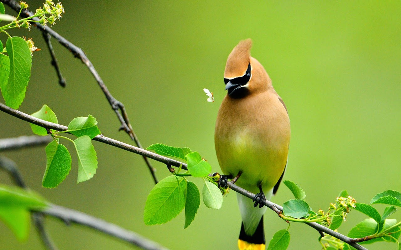 Top 50 Hình ảnh chim đẹp nhất thế giới nhìn là mê THCS Võ Thị Sáu