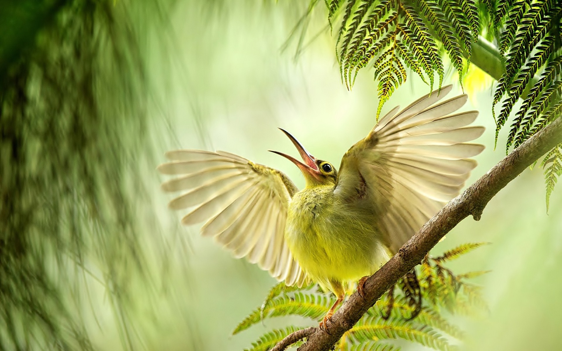 Chim Sẻ - loài chim có mặt khắp mọi nơi. Những hình ảnh ngộ nghĩnh qua tay  nhiếp ảnh | Học viện media - duduxanh.com