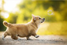 ảnh con chó (ảnh chó con)