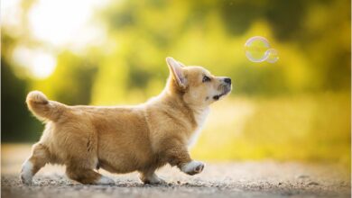 ảnh con chó (ảnh chó con)