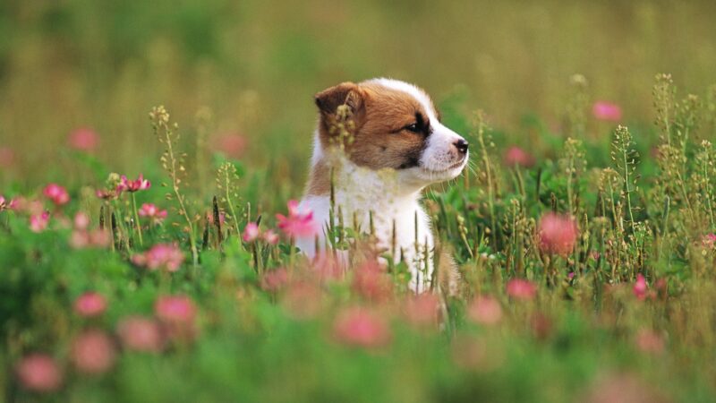 ảnh con chó bên đồng hoa