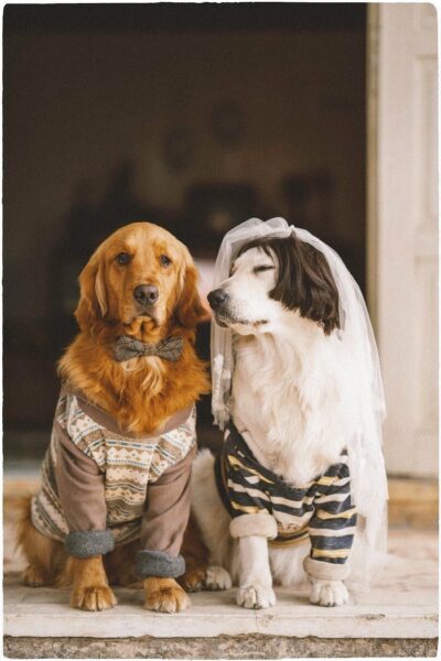Braut und Bräutigam Hundefotos