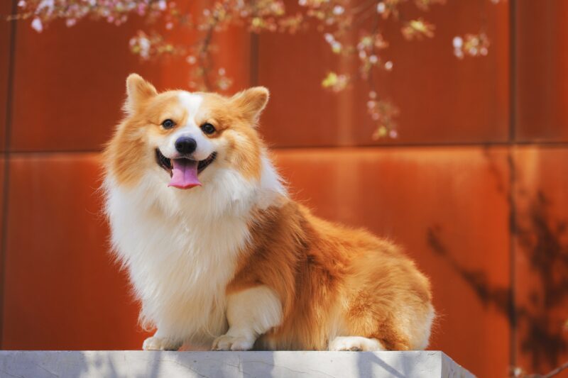 Das schönste lächelnde Hundefoto