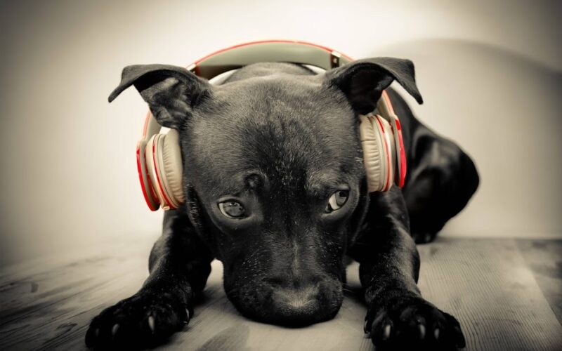 Foto eines Hundes mit Kopfhörern