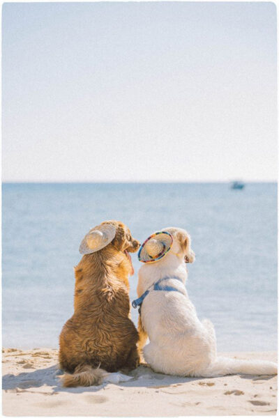 Hundefoto am Strand