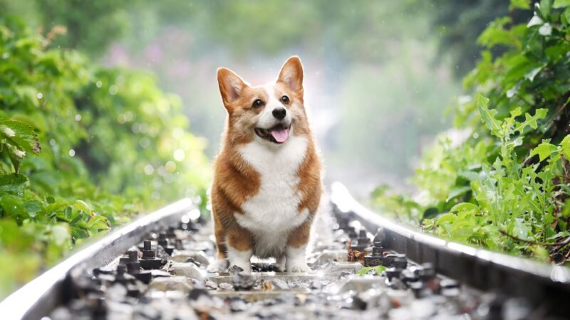ảnh con chó đứng trên ray xe lửa