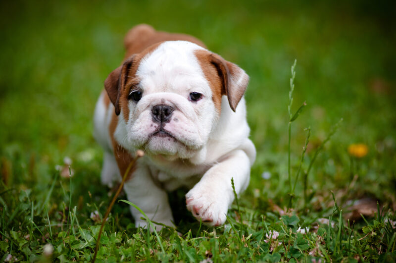 Foto einer Bulldogge, die auf dem Gras läuft