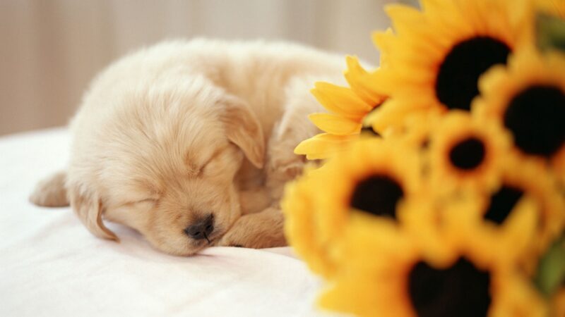 Foto eines Hundes, der neben einer Sonnenblume schläft