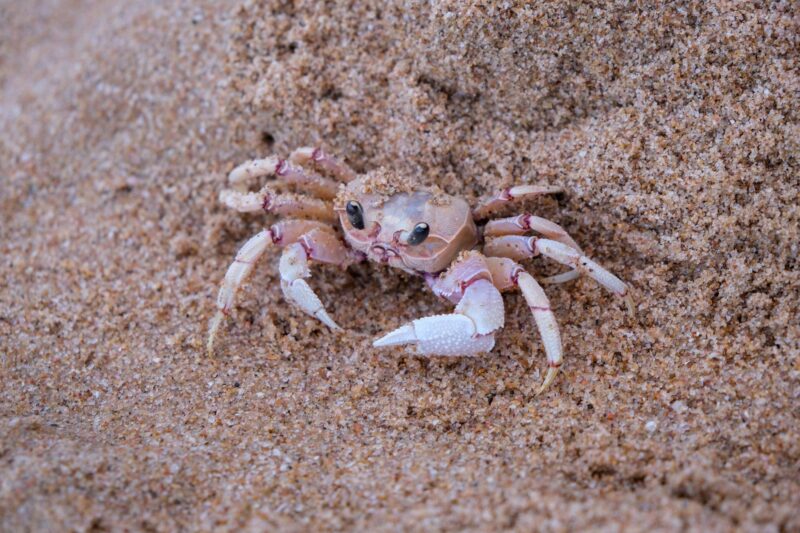 Foto einer Krabbe auf der Suche nach Köder