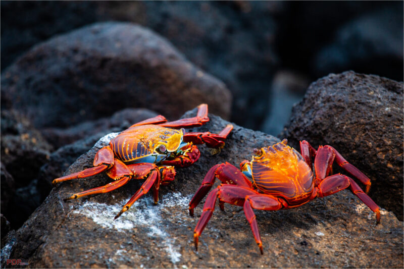 Bilder von kämpfenden roten Krabben