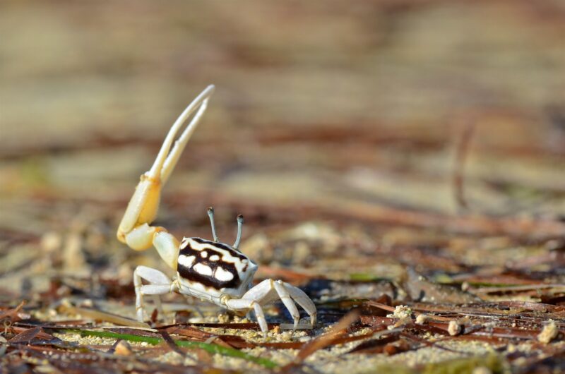 ein Bild einer Krabbe mit horizontalen Streifen