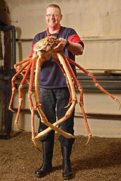 Das größte Krabbenfoto der Welt