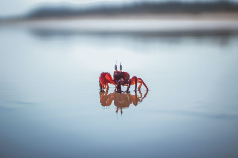 Foto einer Krabbe auf dem See