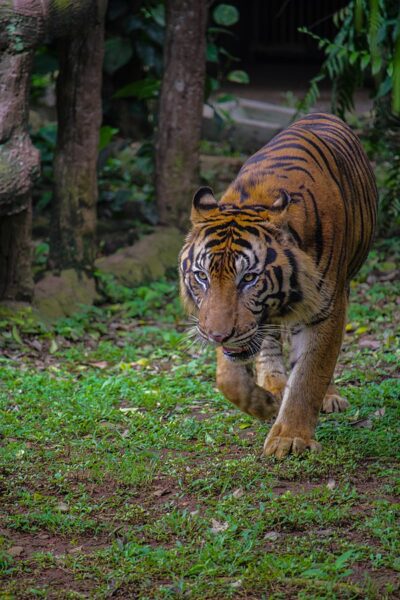 ảnh con hổ chân thực nhất