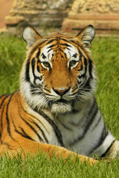 ảnh con hổ nghỉ ngơi