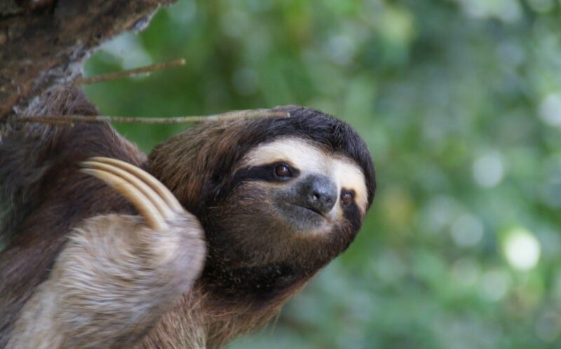 ảnh con lười cute đáng yêu