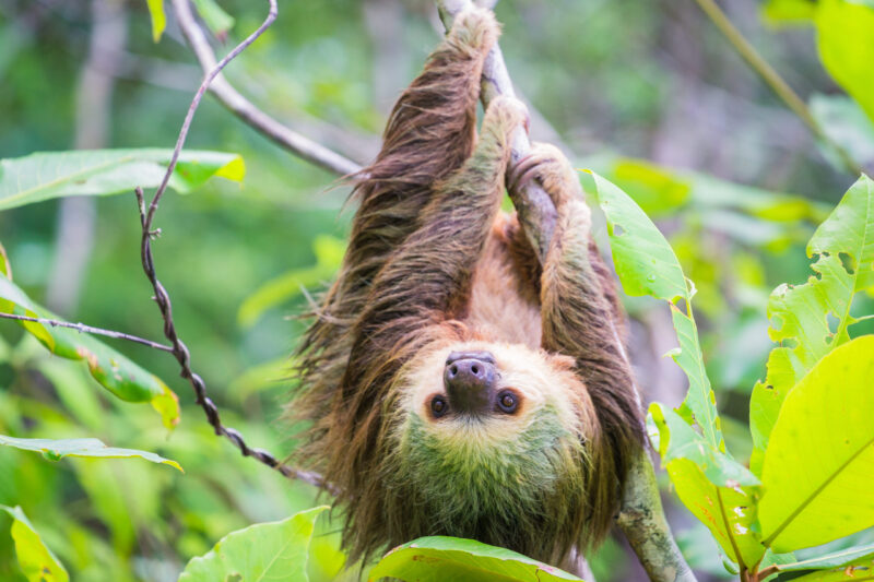 Wild,Two-toed,Sloth,Hanging,On,Tree,In,Colon,Island,,Bocas