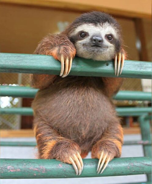 ảnh con lười đáng yêu