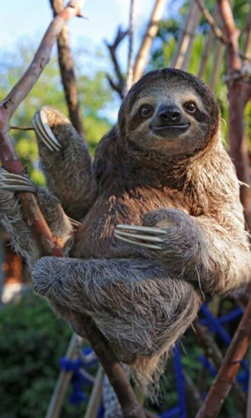 ảnh con lười đáng yêu nhất