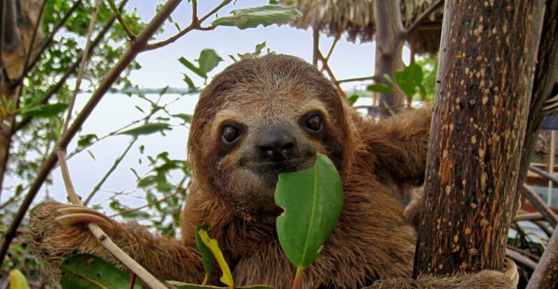 ảnh con lười đẹp nhất