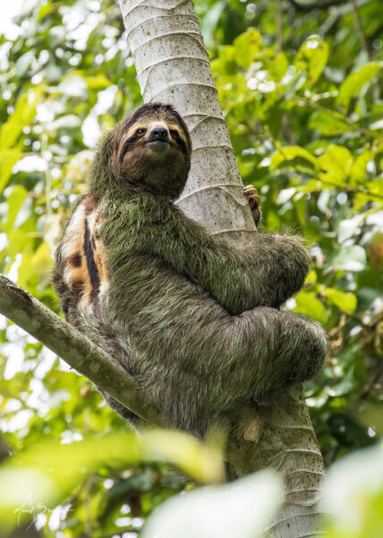 ảnh con lười ngồi trên cây