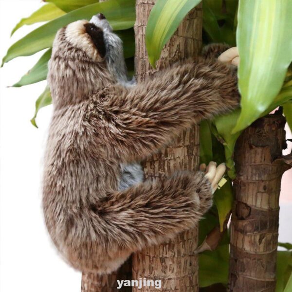 ảnh con lười ôm cây