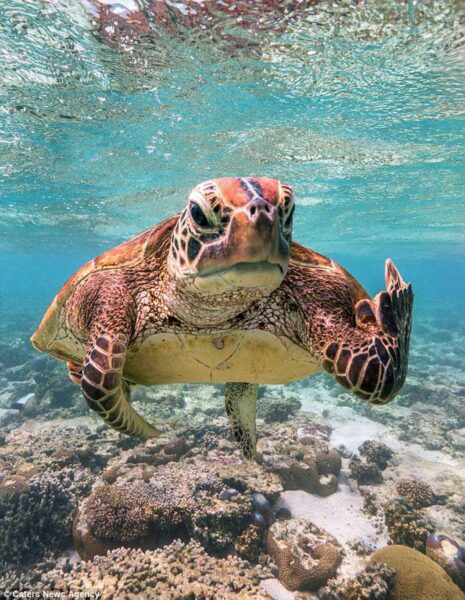 ảnh con rùa biển cực chất