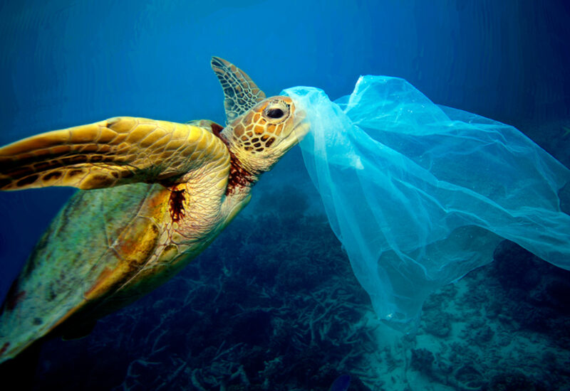 ảnh con rùa biển đang ăn phải rác thải
