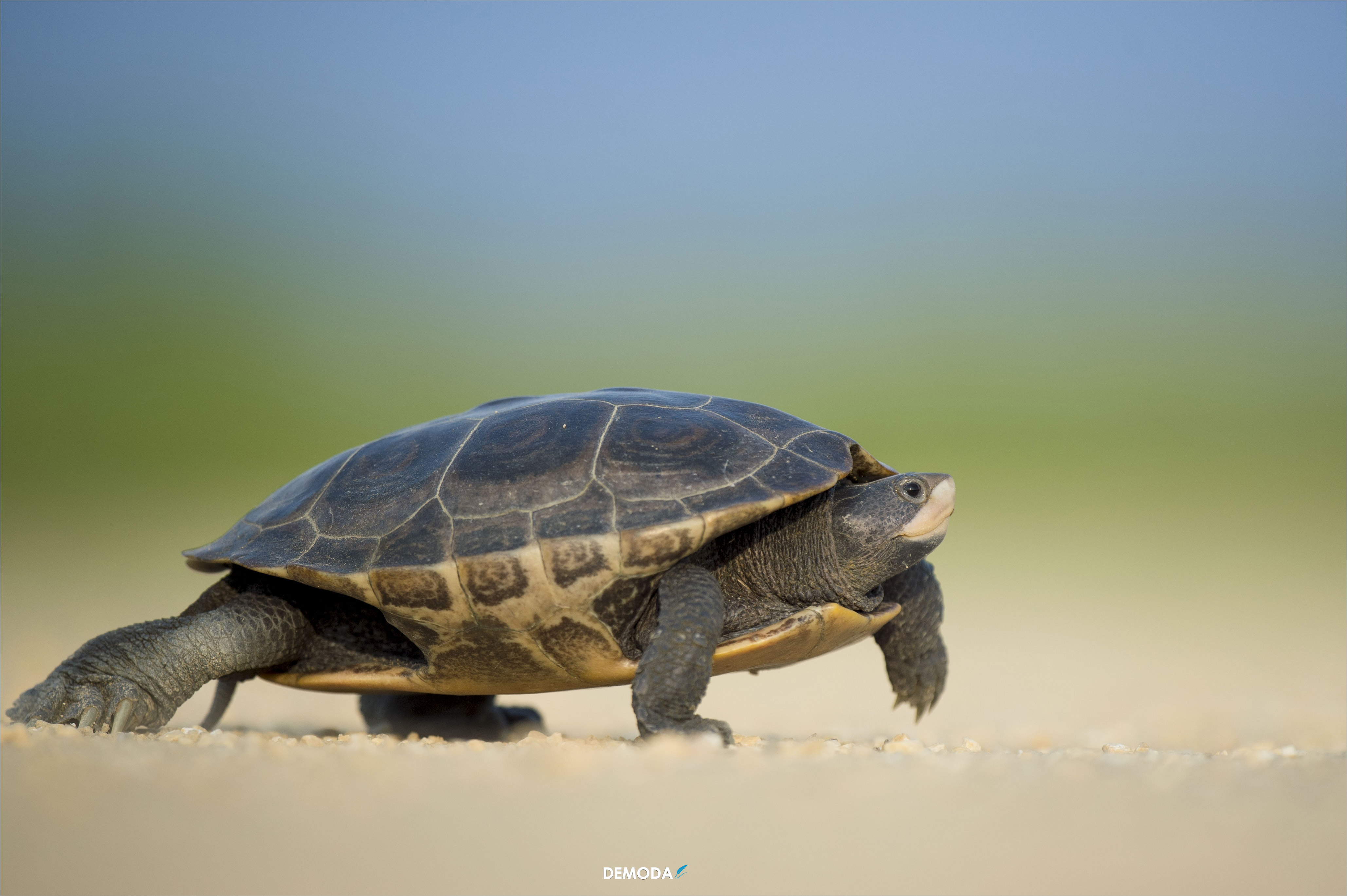 Chia sẻ 106 ảnh rùa đẹp hay nhất  Tin Học Vui