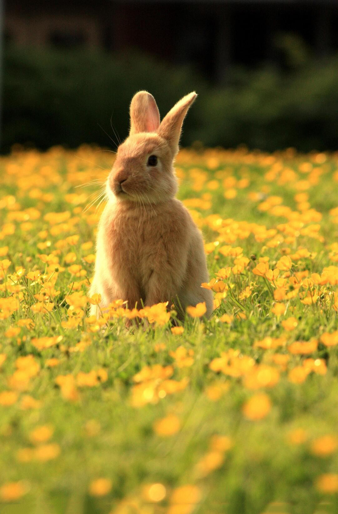 Khám phá 111 hình nền con thỏ tuyệt vời nhất  Tin học Đông Hòa