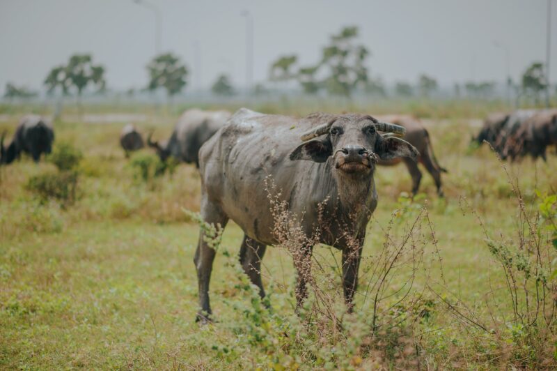 Hình ảnh trâu trên đồng cỏ