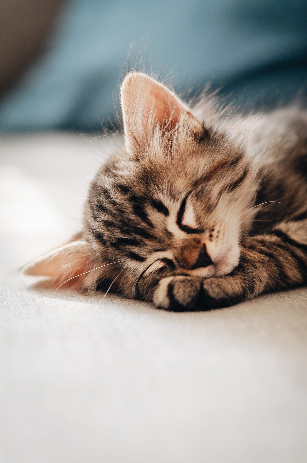 Top 101 ảnh mèo ngủ đẹp nhất