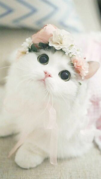 Ảnh cute mèo đội vòng hoa