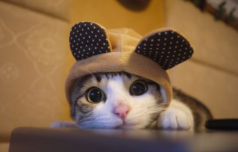 Ảnh cute mèo tai thỏ