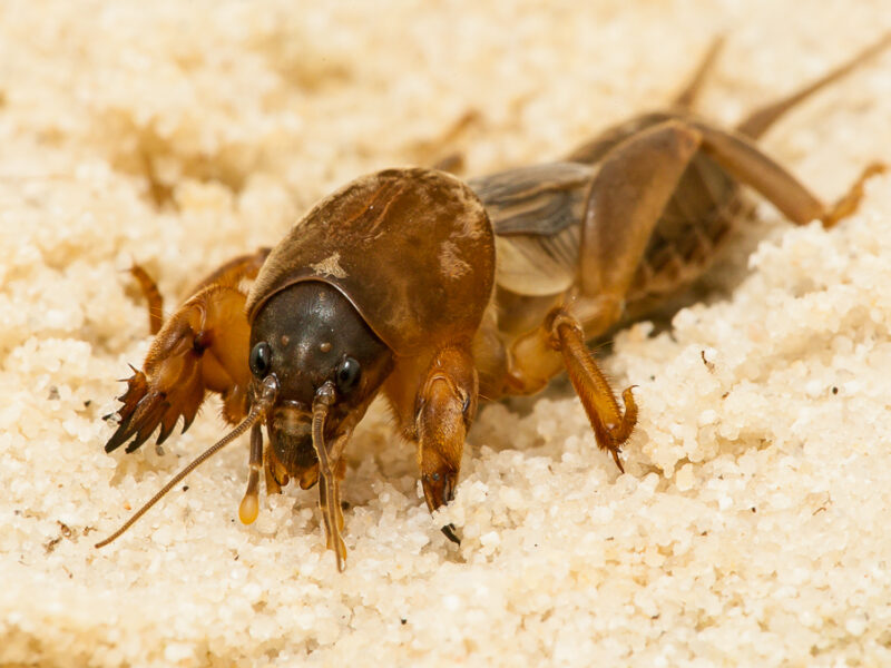 ảnh dế mèn chất lượng