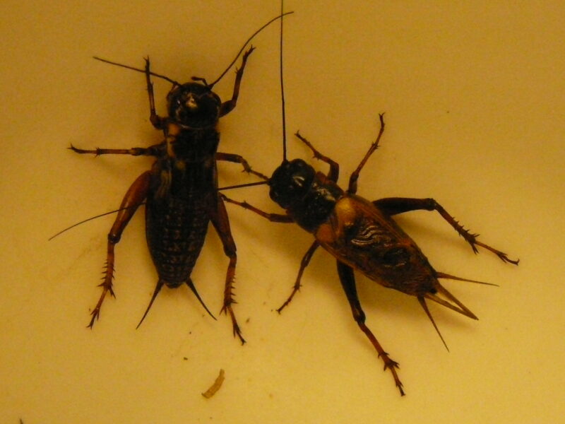 ảnh dế mèn đang đấu nhau