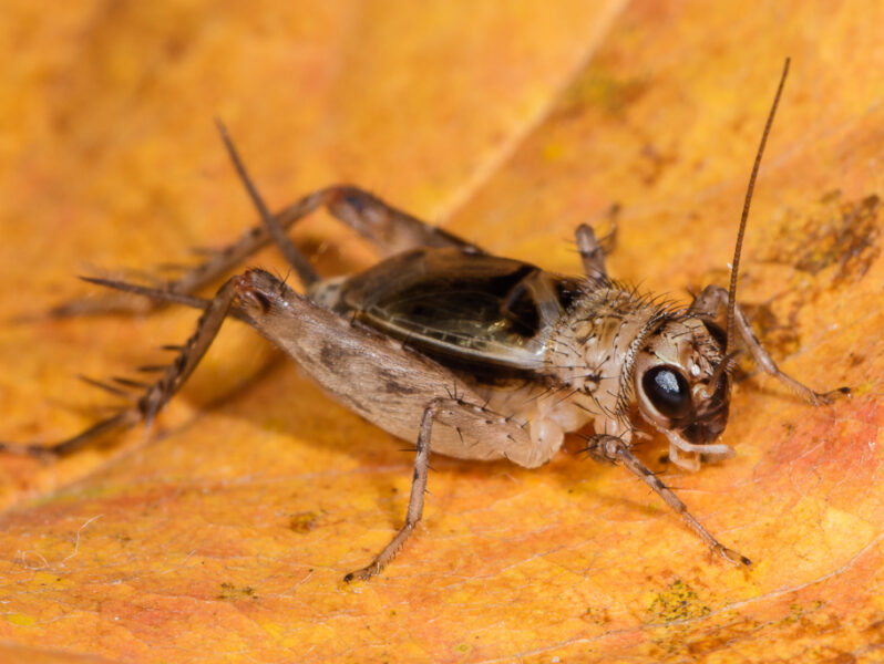 ảnh dế mèn độc đáo