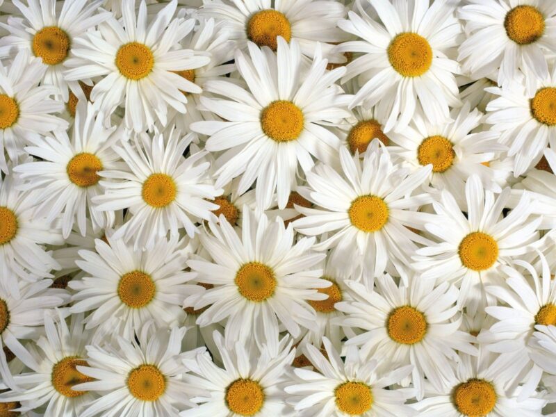 Ảnh hoa cúc trắng nhiều bông chi chít
