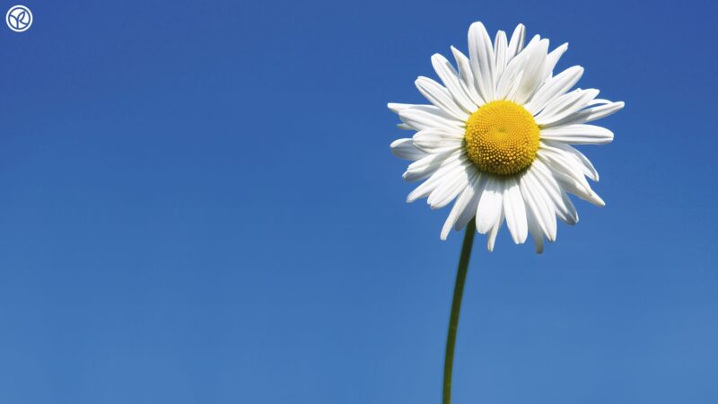 Ảnh hoa cúc trắng trước gió