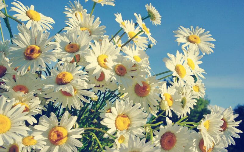 Ảnh hoa cúc trắng vươn mình đón ánh nắng