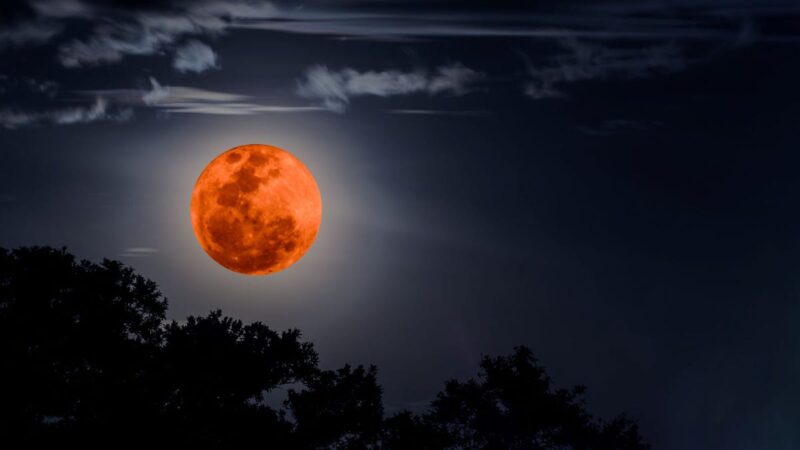 ảnh mặt trăng đỏ giữa khu rừng
