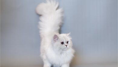 ảnh mèo anh lông dài