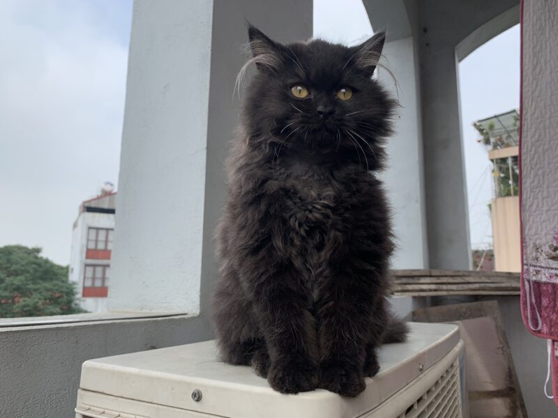 ảnh Mèo Anh lông dài đen