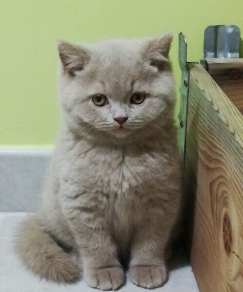 ảnh mèo Anh lông ngắn đẹp đang cảm thấy tội lỗi