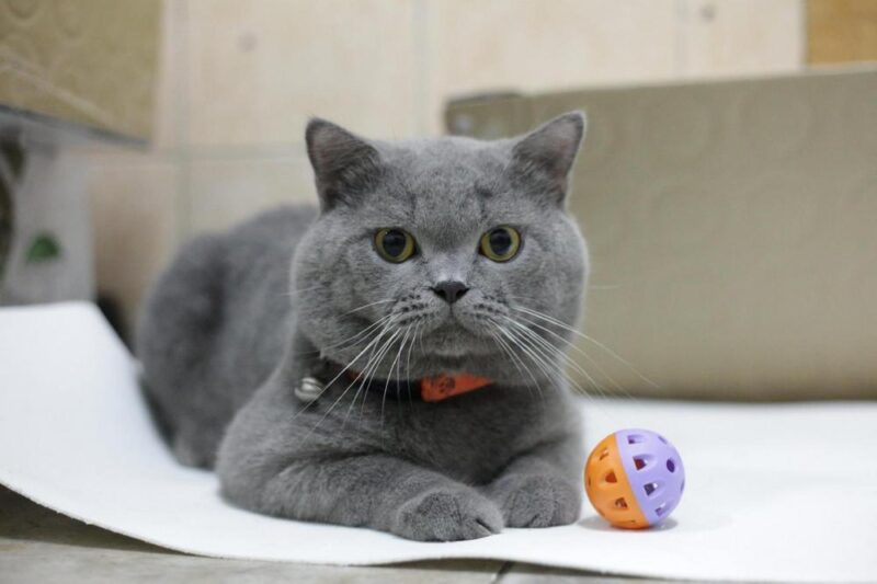 ảnh mèo Anh lông ngắn đẹp đang chơi bi