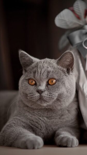 ảnh mèo Anh lông ngắn đẹp đang lắng nghe