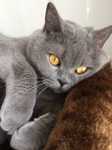 ảnh mèo Anh lông ngắn đẹp đang nằm buồn